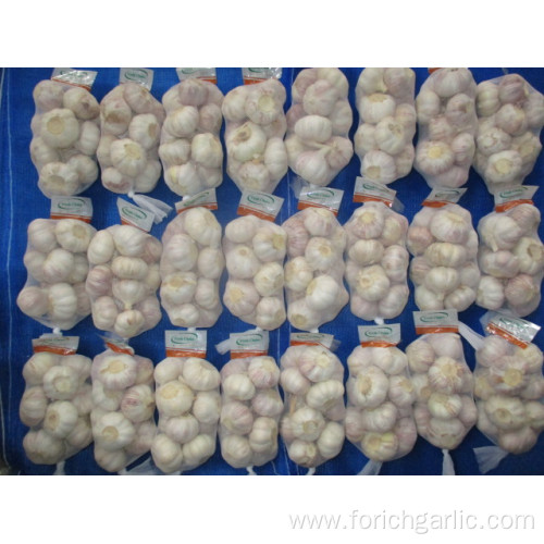 Fresh Normal White Garlic Size 5.0 Crop 2019